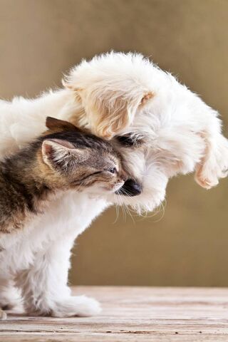 Furry Friends Forever 🐾❤️
