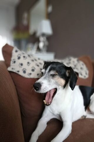 Goofy