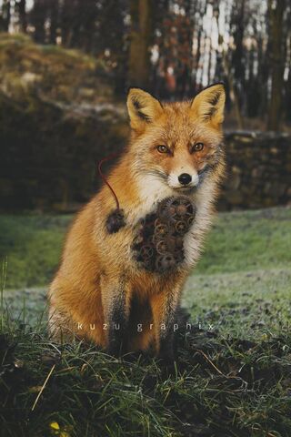 The Clever Fox: Nature's Mastermind 🦊✨