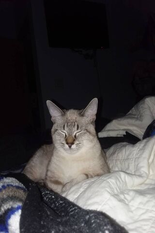 Zen Vibes: The Purrfect Meditation