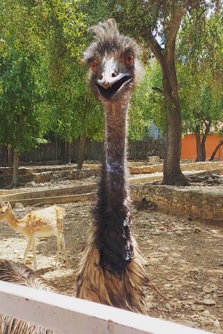 The Charming Emu: Purty Bird's Delightful Gaze 🦙✨