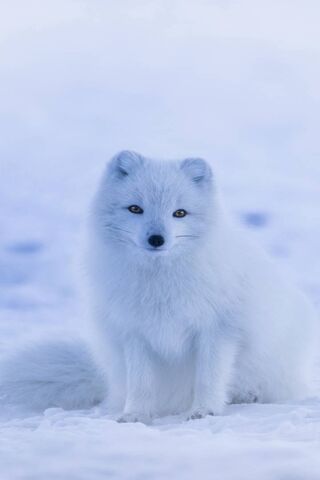 Artic Fox