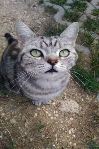 Curious Whiskers: The Enigmatic Cat 🐾