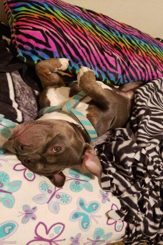 Chillin' with the Pocket Pitbull 🐾