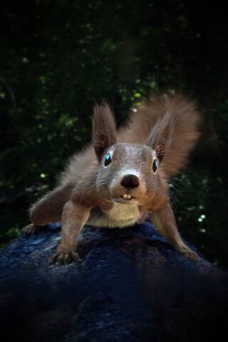 Squirrel