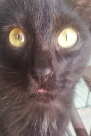 Mystical Gaze of the Yellow-Eyed Black Cat 🐾✨