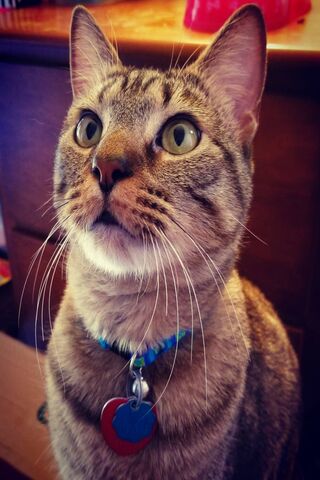 Snack Time Anticipation! 🐾