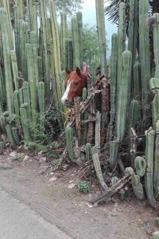 Caballo Among the Cacti 🌵🐴