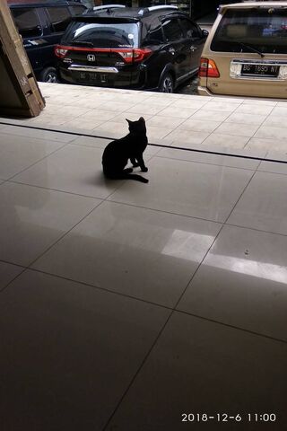 The Black Catto
