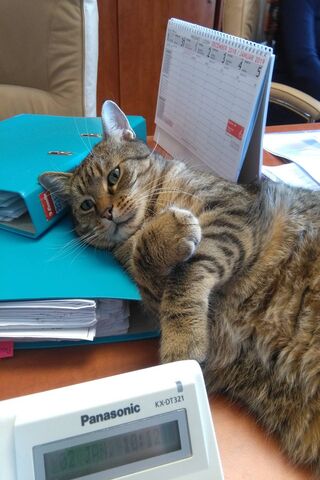 Monty's Cozy Office Nap 💤