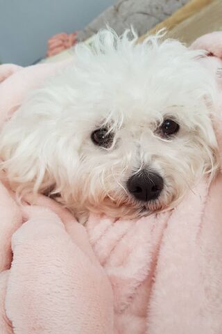 Bichon Maltese