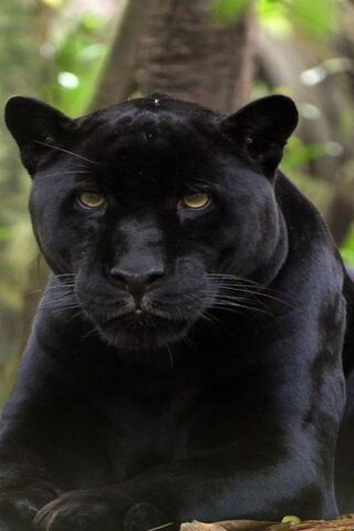 Panther