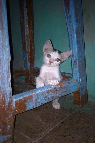Curious Kitty: Sai Patil's Furry Friend 🐾