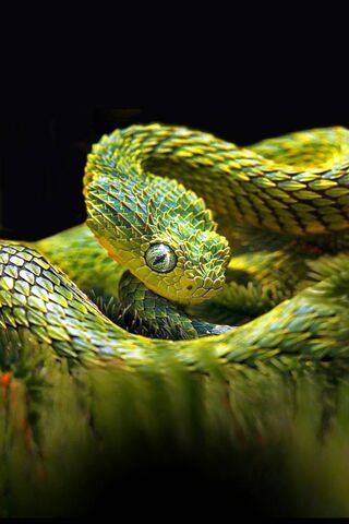 Зелена змія