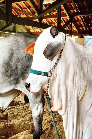 Meet the Majestic Nelore: A Symbol of Strength and Grace 🐄✨