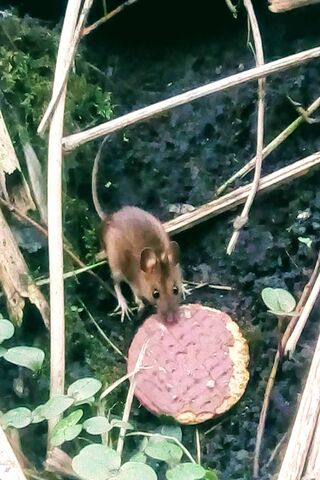 Sneaky Snack Stealer! 🍪🐭