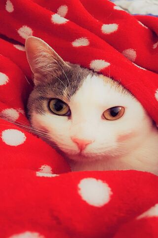 Elsa: The Cozy Cat Queen 🐾👑