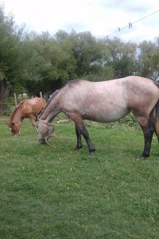 Graceful Companions: The Beauty of Caballos 🐴🌿