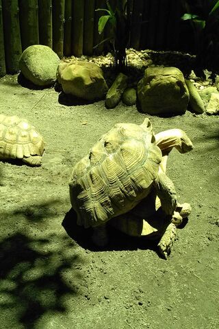 Phoneky Fond D Ecran De Tortue 4k Phoneky Fond D Ecran De Tortue 4k