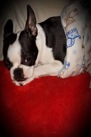 Snoozing in Style: The Adventures of Sleppy Glo 💤🐾