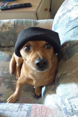 Tony the Cuteness: The Stylish Pup 🐶🧢