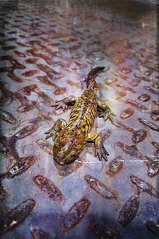 Mystical Salamander: Nature's Colorful Guardian 🦎✨