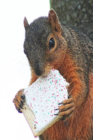 Squirrel's Sweet Snack Time! 🐿️🍰