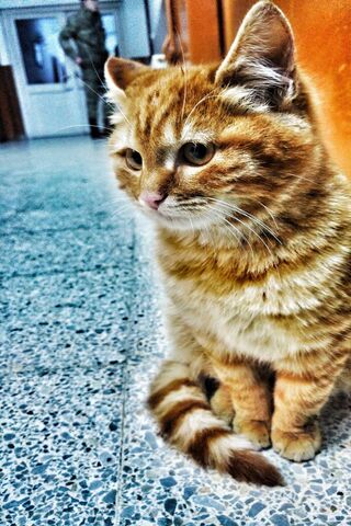 Kedi: The Charming Feline Guardian 🐾