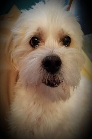 Flynn 2019