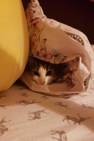 Ukrywanie kota