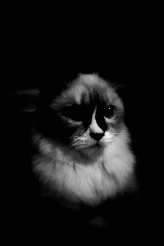 Mystery of the Handsome Cat 🐾✨