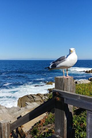 Seaside Sentinel: The O..