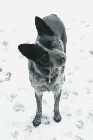 Winter Whiskers: Aussie Adventures in the Snow! ❄️🐾