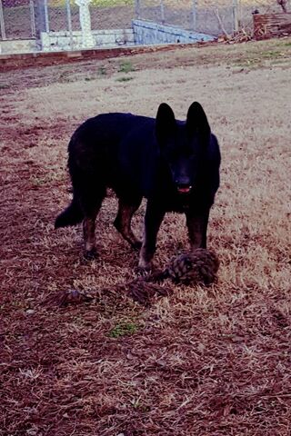 The Loyal Guardian: A German Shepherd's Day Out 🐾