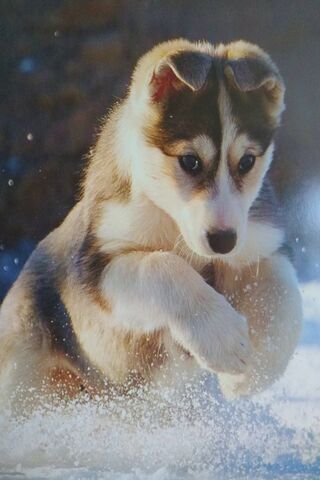 Paws of Joy: The Playfu..