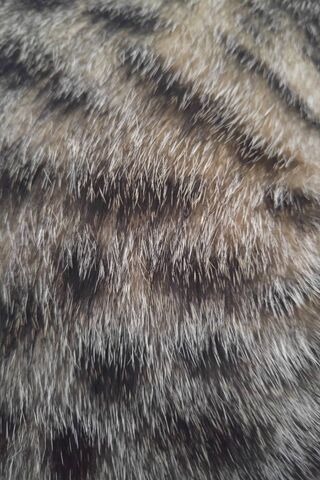 The Soft Embrace of Nature's Fur 🌿✨