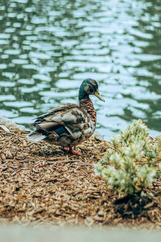 Brown and Blue Duck