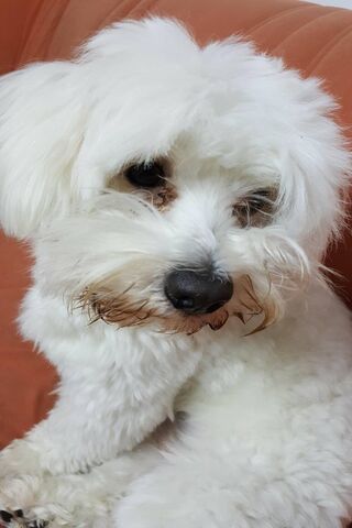 Adorable Fluffball 🐶✨