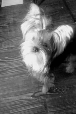 Yorkie Love