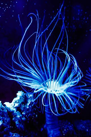 Dancing Waves: The Enigmatic Saltwater Anemone 🌊✨