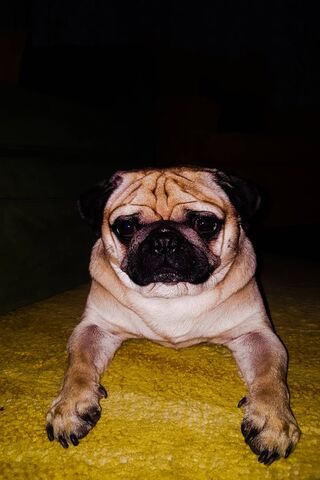 Pug Life: The Adorable Couch Potato 🐾