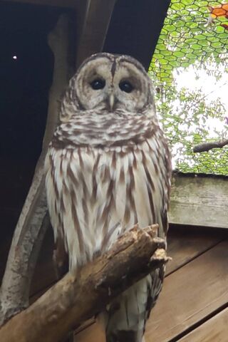 Hooty the Wise: Guardian of the Forest 🌲🦉
