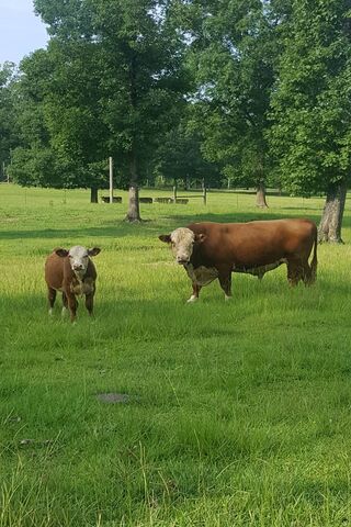 Phoneky Wallpaper Ternak Sapi Hd