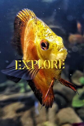 Dive into the World of Fishy! 🐠✨