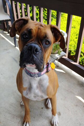 Paw-sitive Vibes: The Heart of a Boxer 🐾❤️