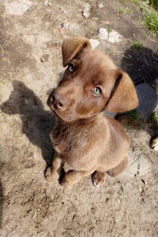 Perla: The Shining Gem of the Canine World! 🐾✨