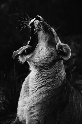 Majestic Roar of the Wild