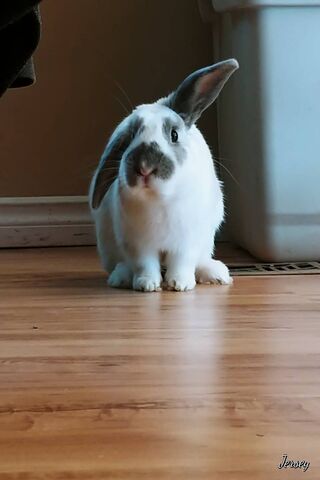 Smudge The Bunny