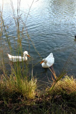 Quacking Good Times at the Pond! 🦆💦