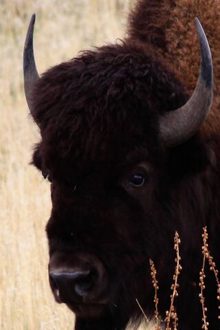 Majestic Bison: The Gentle Giant of the Plains 🦬